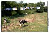 Cows & Laundry