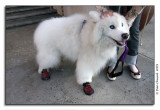 Doggy Booties