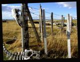 Otway Penguin Preserve