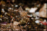 Transparent Shrimp