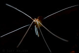 White banded cleaner shrimp 2