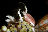 Porcelaine crab feeding