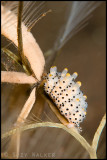 Nudi laying eggs