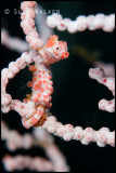 Red Pygme Seahorse
