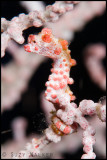 Red Pygme Seahorse 2