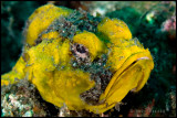 Yellow Scorpion Fish