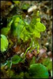 Weird green leafy crab thing