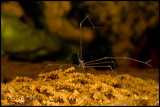 Sea Spider