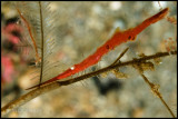 Sawtooth Shrimp