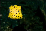 Little Yellow boxfish