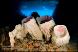 toberlone tunnel cave sponges