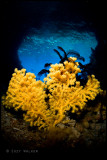 Soft coral in the toberlone tunnel