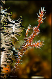 Ornate ghost pipe fish