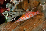 Longnose hawkfish with an isopod attached