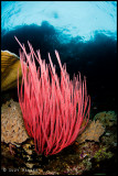 Pink whip coral