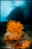 orange crinoid