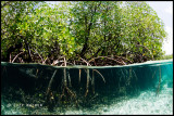 Mangrove Under-Over - roots
