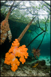 orange soft coral