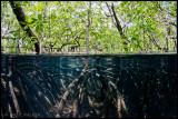 Under-Over mangrove roots