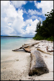 driftwood on the beach