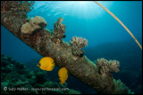 butterfly fish on a wreck