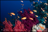 anthias on the reef