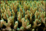 backlit coral