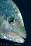 fish face