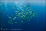 schooling bat fish