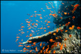 Reef scene with anthias