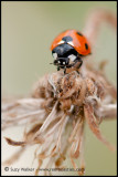 Ladybird and weeds