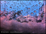 Snowy Car Window