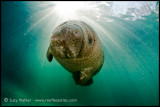 Manatee Baby in the sunshine