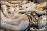 Squid, Rialto Market