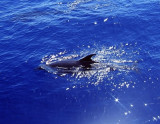 Dolphin, Sharm 2005