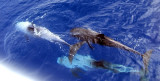 More Dolphins, Sharm 2006