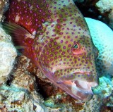 Menacing grouper, Sharm 2005