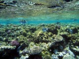 Reef by the surface, Sharm 2005