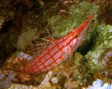 Hawkfish, Sharm 2005