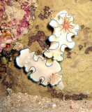 Nudibranchs, Sharm 2005