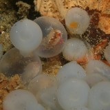 Flambuoyant Cuttlefish Eggs about to hatch!