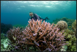 w/a Staghorn coral & Martin Edge
