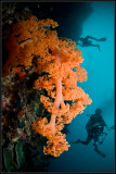 w/a orange soft coral