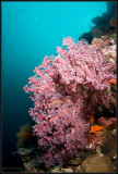 w/a pink soft coral