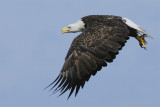 Pygargue  tte blanche -- Bald Eagle -- _E0K7939