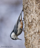 Sittelle à poitrine blanche - _MG_4300 - White-breasted Nuthatch