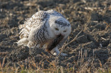 Harfang des neiges -- _MG_4466 -- Snowy Owl