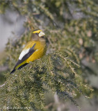 Gros-bec errant -- _E0K0866 -- Evening Grosbeak