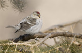 Sizerin blanchâtre // Hoary Redpoll