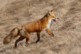 Renard roux / Red Fox